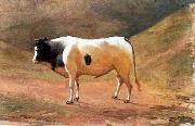 Benedito Calixto Ox grazing painting